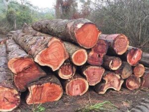 Gỗ Gõ Đỏ: Đặc Điểm, Phân Loại, Ứng Dụng Trong Cuộc Sống