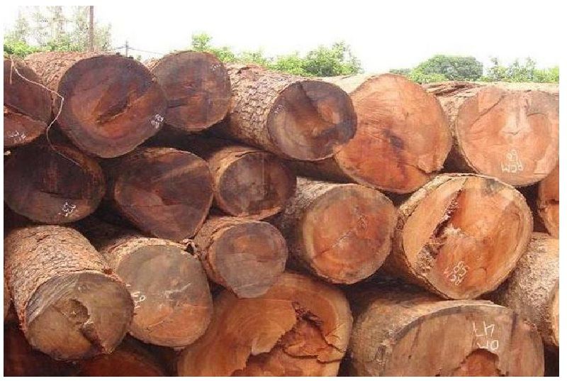 Gỗ Trắc Đỏ: Đặc Điểm, Cách Nhận Biết Và Ứng Dụng Nhiều Nhất