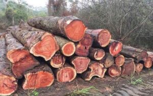 Gỗ Hương Đỏ Nam Phi – Nguồn Gốc, Chất Lượng Và Giá Bán Hiện Nay