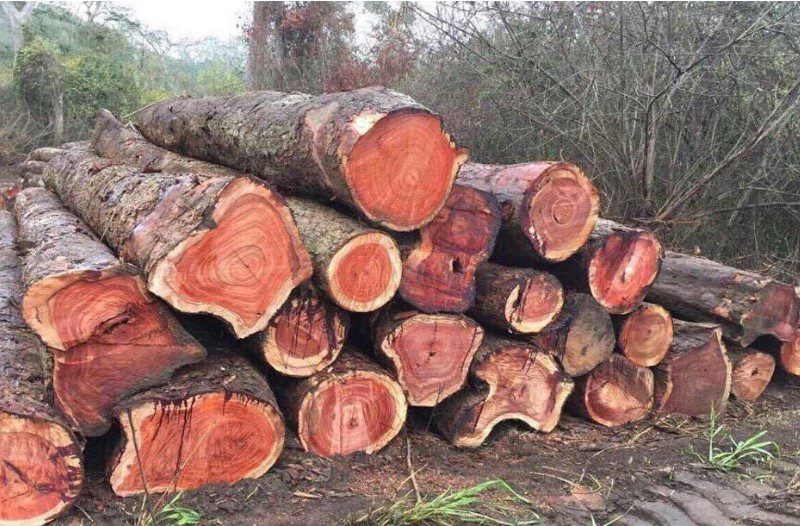 Gỗ hương thuộc nhóm gỗ quý được nhiều người săn đón