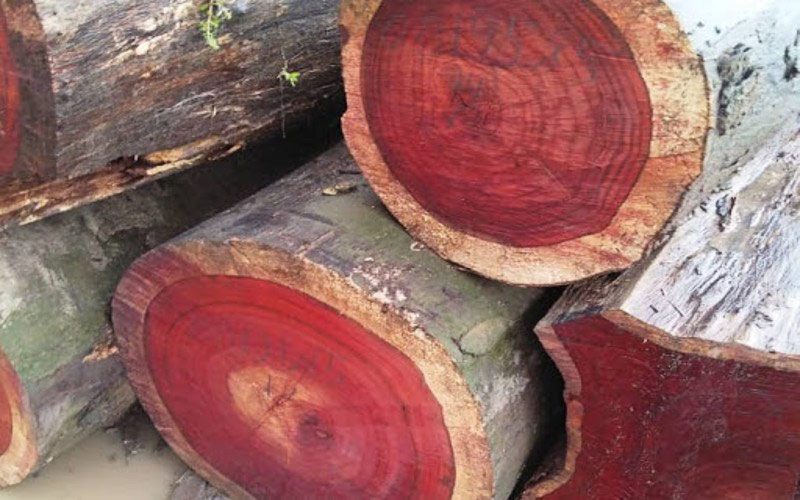 Gỗ hương đỏ là một trong những loại gỗ quý thuộc nhóm I