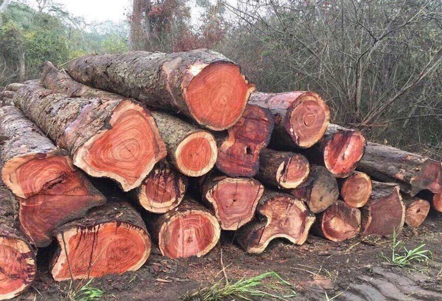 Đây là một trong những loại gỗ tốt nhất trên thị trường hiện nay